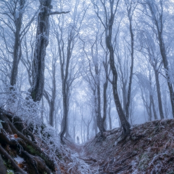 IN THE FOREST OF ALL FORESTS